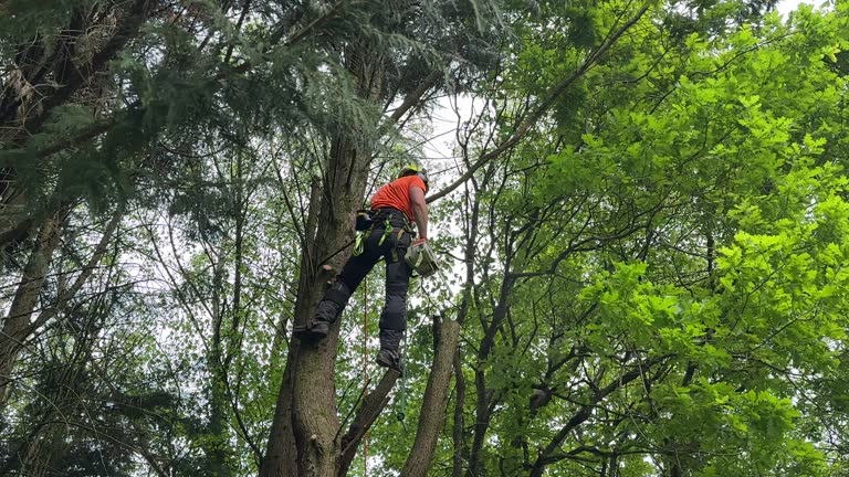 Tree and Shrub Care in Gower, MO