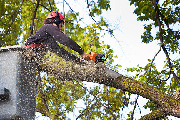 Best Hazardous Tree Removal  in Gower, MO